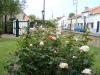 Fleurissement de jardin à Berck (62) Fleurissement de jardin à Berck (62)